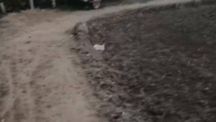 山东一残疾村民称4米宽田间生产路被占只剩2米,收割机无法下地,多次反映未见效,村干部:争取一周内解决