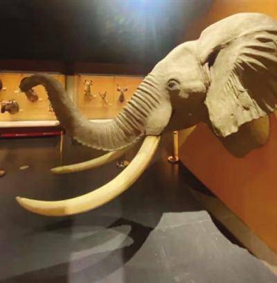 天津自然博物馆推出两大新展